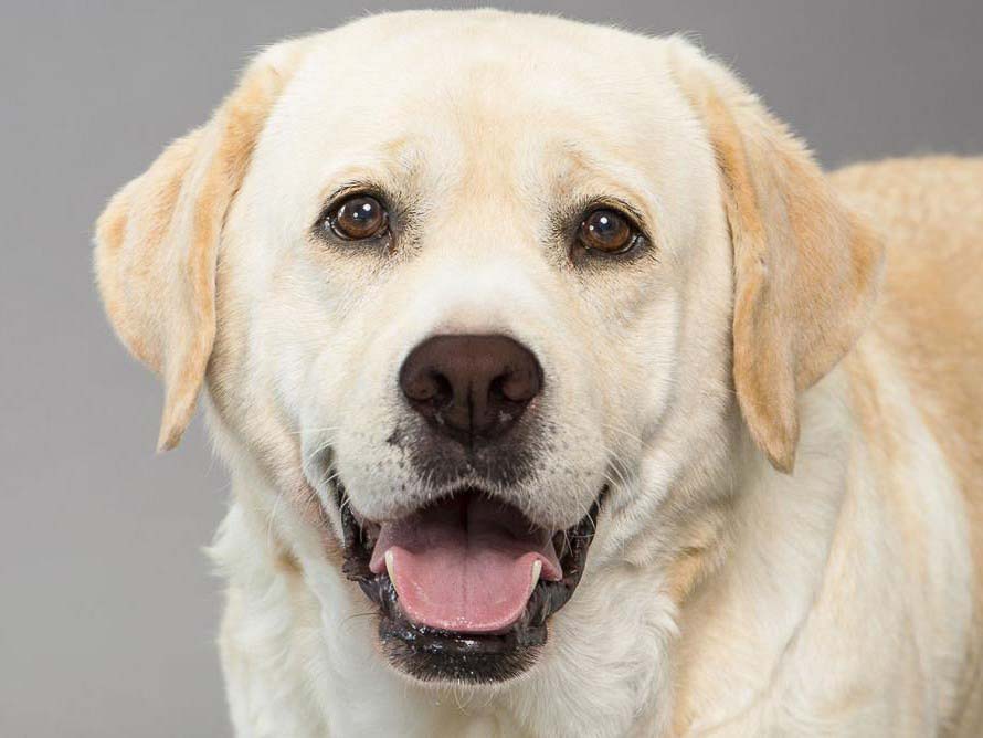 The Labrador Retriever, or just Labrador, is a type of retriever-gun dog.[5] The Labrador is one of the most popular breeds of dog...